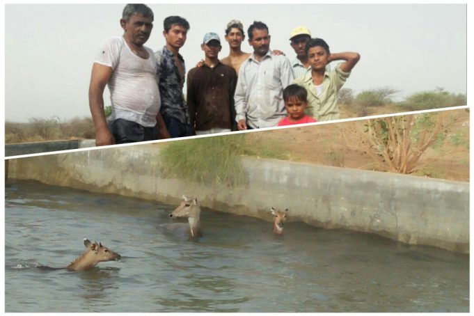 એક સાથે ૪ નીલગાય પાણીના ઊંડા ટાંકા માં પડી : પછી શું થયું?જાણો આખી હકીકત..