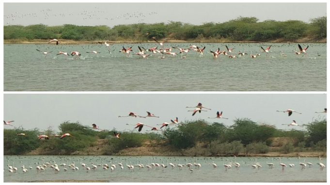 રાપરમાં રૂપકડાં ફ્લેમીંગોનું આગમન-નંદાસરના તળાવમાં પડાવ
