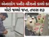 કચ્છમાં એનાલોગ પનીર-ચીઝના ઉત્પાદન-વેચાણ સામે તપાસ !